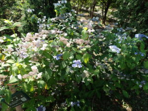 アマチャ　全体